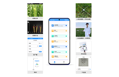 涪陵区小麦表型测量仪IN-XM05